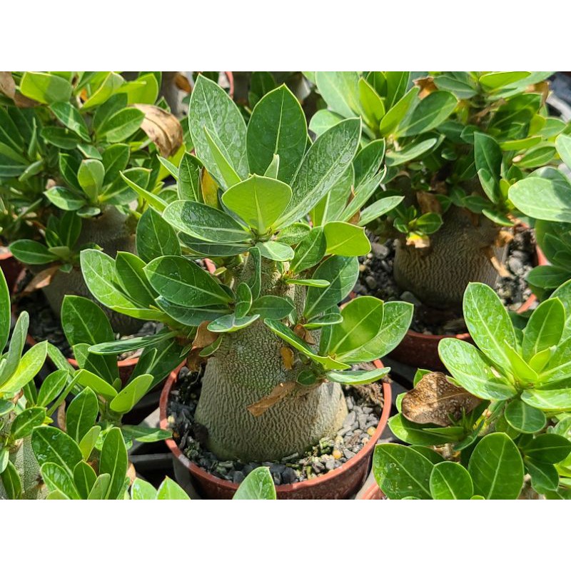 白熊爺 Shop 斑葉阿拉伯沙漠玫瑰or 阿拉伯沙漠玫瑰沙漠玫瑰多肉植物夏型種三寸盆 蝦皮購物
