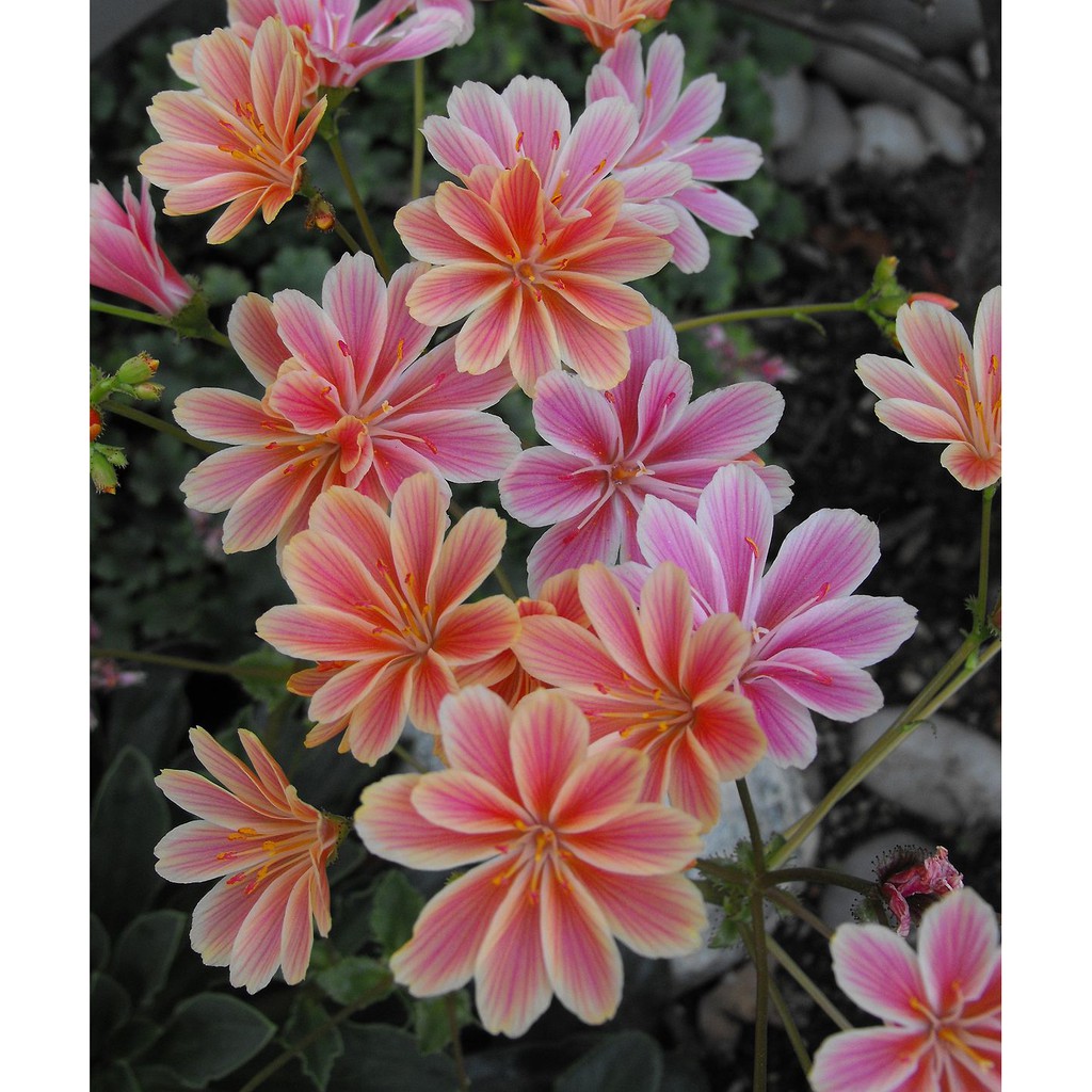 阿金的便秘花園 露薇花lewisia Cotyledon Pink Orange 種子每份10顆150元 L033 蝦皮購物