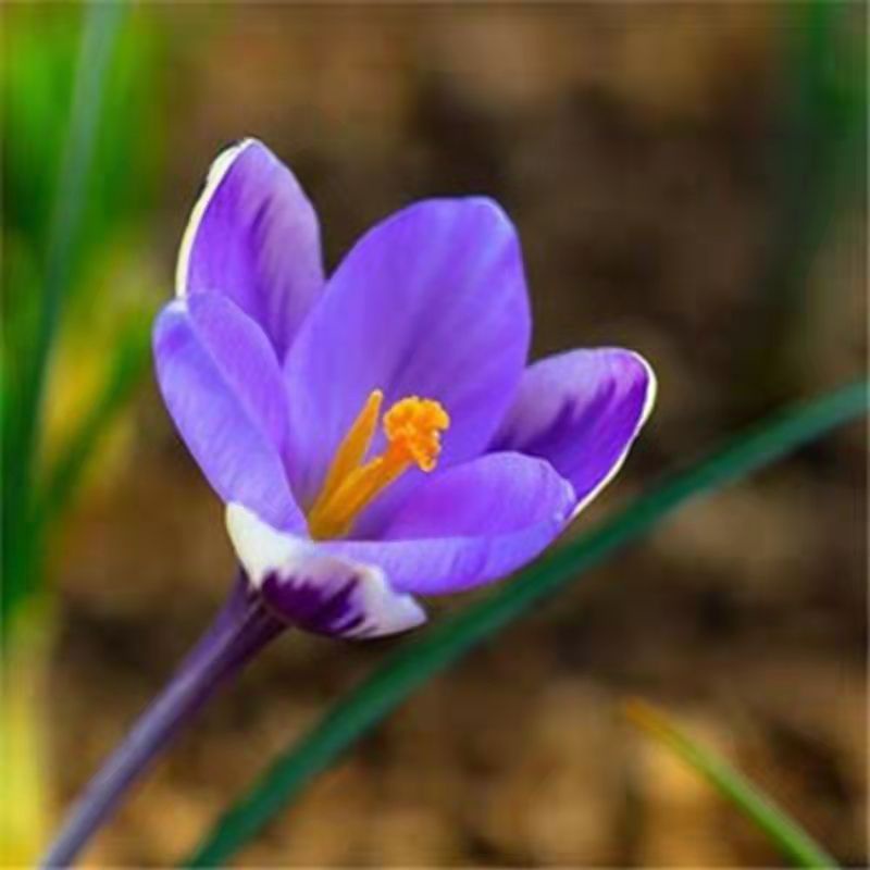 賣場主打 可藥用 番紅花食用藏紅花種子四季易種活番紅花種球陽臺庭院西紅花耐寒花卉禮物禮品冠軍盆栽 蝦皮購物