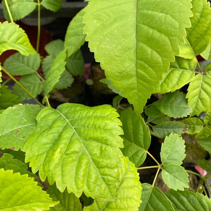 🌿紅花風鈴木苗（室外植物）