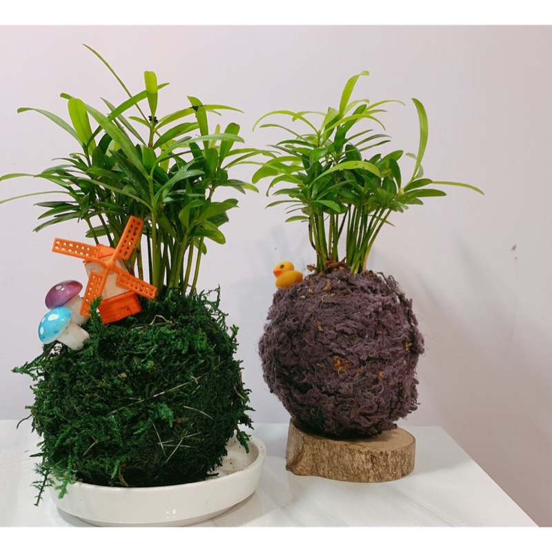 苔玉球材料包 美 好 蝦皮購物