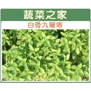 【蔬菜之家滿額免運】F01.九層塔 (白骨羅勒)種子500顆(白骨羅勒.葉片大且漂亮)香辛 辛香類