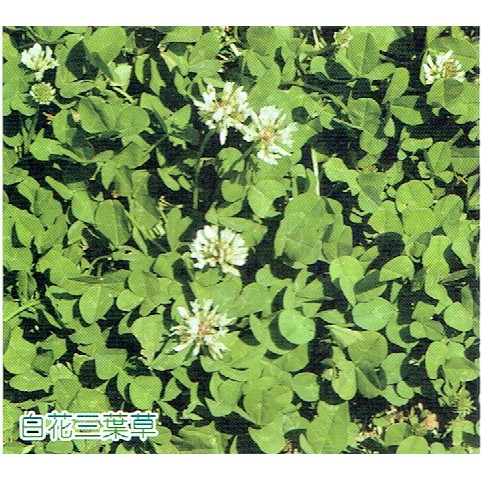 白花三葉草種子的價格推薦 21年9月 比價比個夠biggo