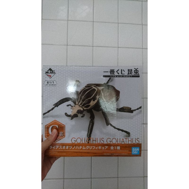 昆蟲 一番賞 C賞 大王花金龜