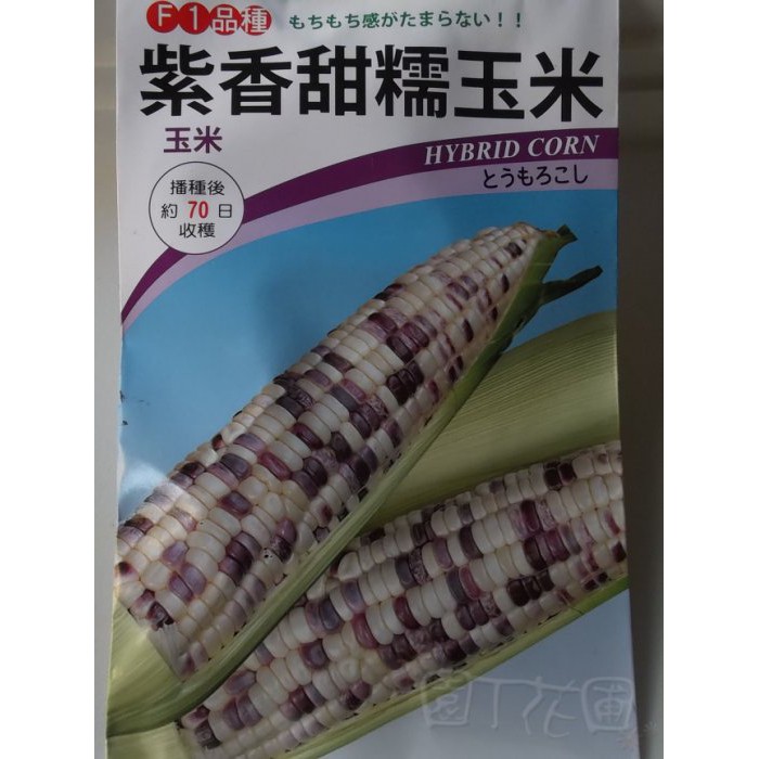 【滿699起免運】DIY種子栽種 成就滿滿~紫香甜糯玉米 【園丁花圃】