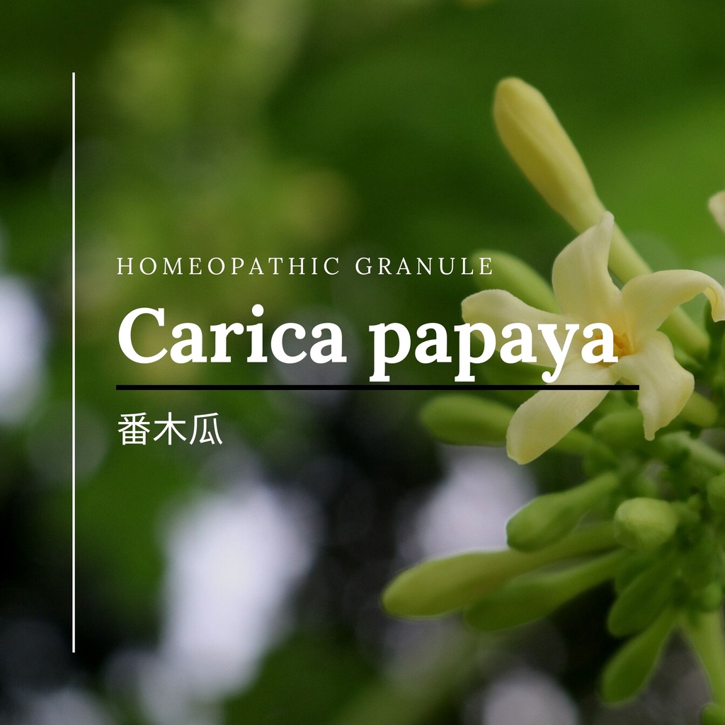 順勢糖球【番木瓜 ●Carica papaya】Homeopathic Granule 9克 食在自在心空間