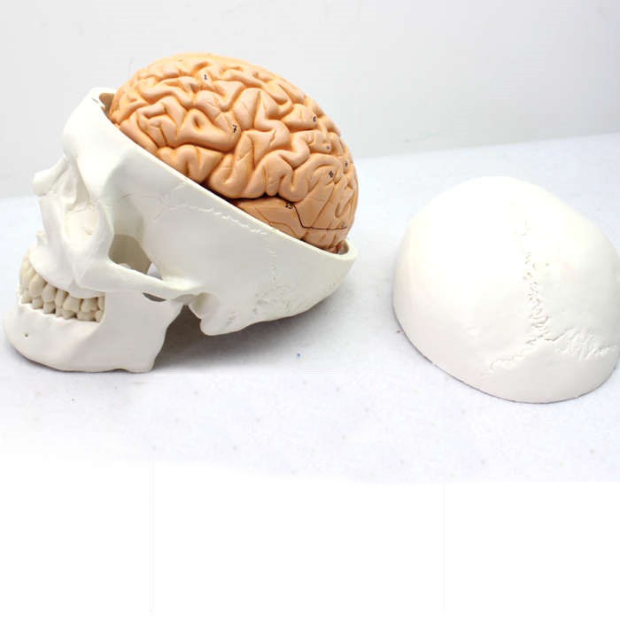 (ENOVO-293) 醫學人體頭顱骨大腦模型頭骨模型1:1顱腦模型解剖神經科