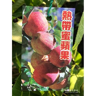勿直接下標 熱帶蜜蘋果 蘋果苗 蘋果樹 盆栽 樹苗 嫁接苗 蜜蘋果 溫帶蘋果 平地蜜蘋果 另有 紅蘋果 青蘋果 黃蘋果