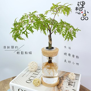 理想小品 全新水耕植物飾品 線上商店 蝦皮購物