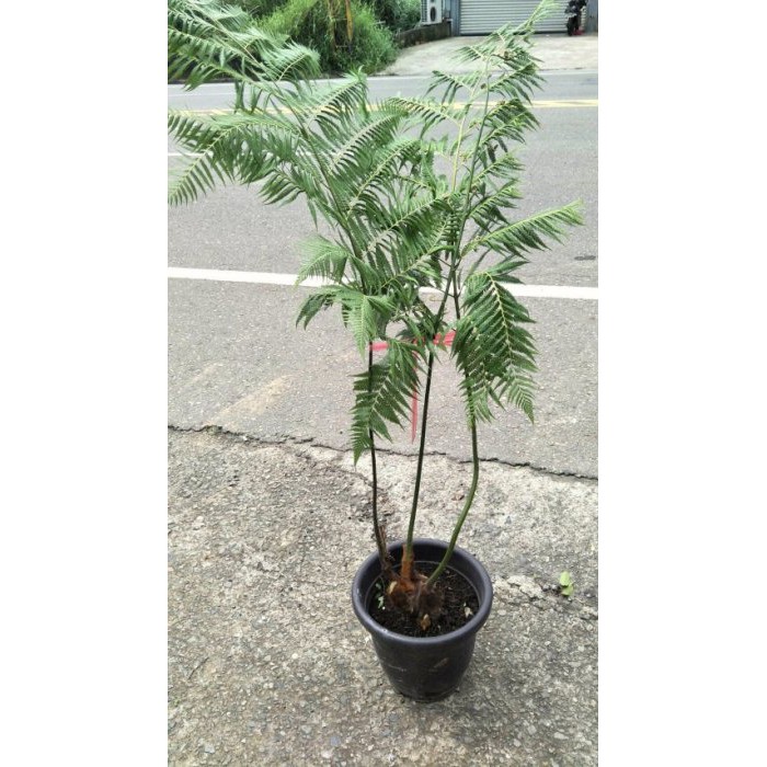筆筒樹植物的價格推薦 2021年12月 比價比個夠biggo
