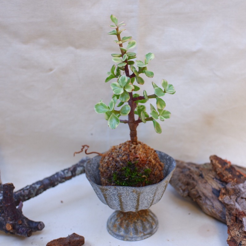 苔球苔玉植物植栽療癒植物室內植物觀葉植物雅樂之舞 蝦皮購物