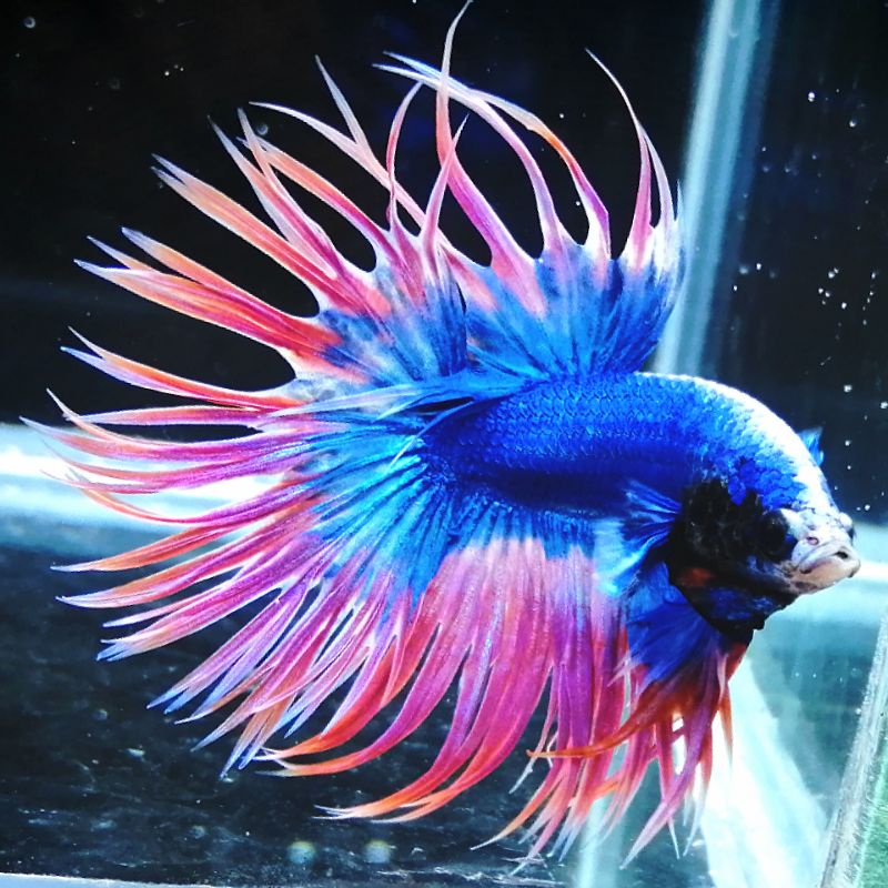 水族小天地 泰國三色獅王冠尾模型 鬥魚飼料 蝦皮購物