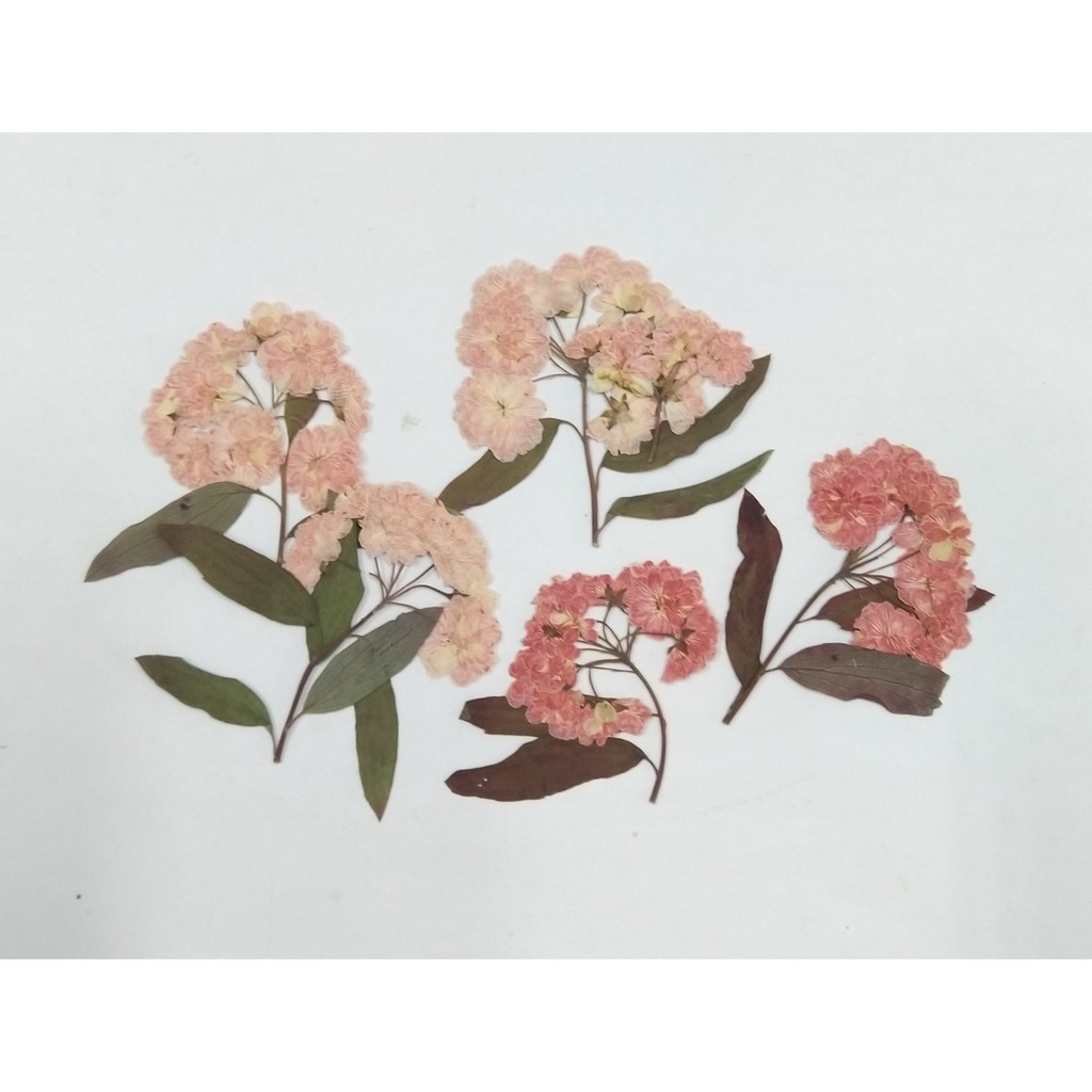 乾燥花押花材料包染色小手球天然植物標本手作diy 押花畫材料c1 蝦皮購物