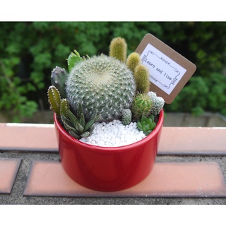 ✿🌵 桌上型仙人掌組 桌上型 🌵✿ 仙人掌 療癒植物 室內植物 室外植物 多肉植物 【花樣渼栽盆栽生活館🌿】