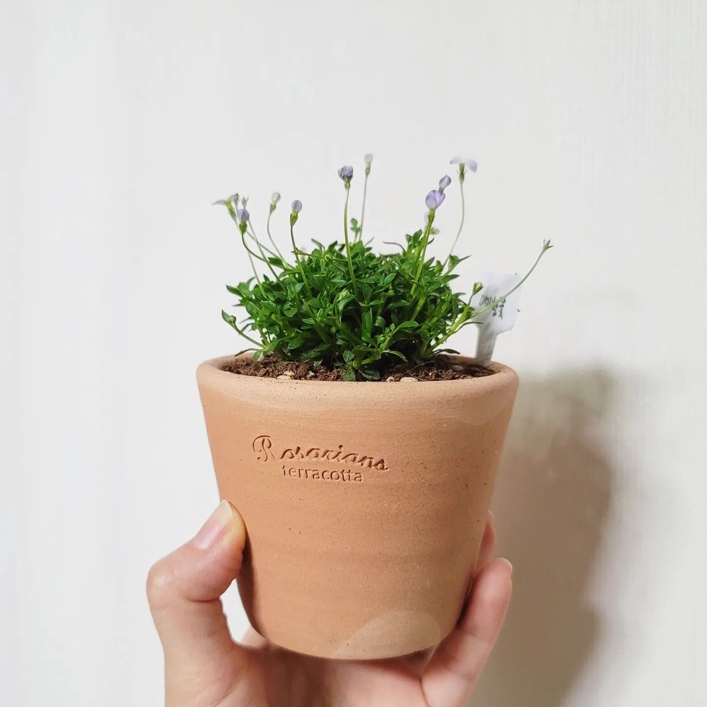 Teeum韓國製 手工制陶瓷透气mini花盆ins款植物多肉容器 蝦皮購物