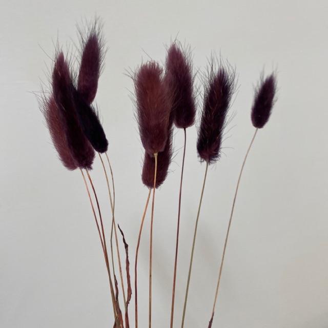 乾燥花兔尾草10支狗尾草永生花仿真花素材不凋花保鮮花人造花乾燥花束花藝設計婚禮佈置新娘捧花 蝦皮購物