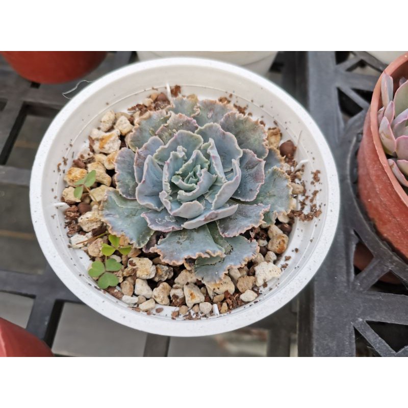 多肉植物，沙漠之星。