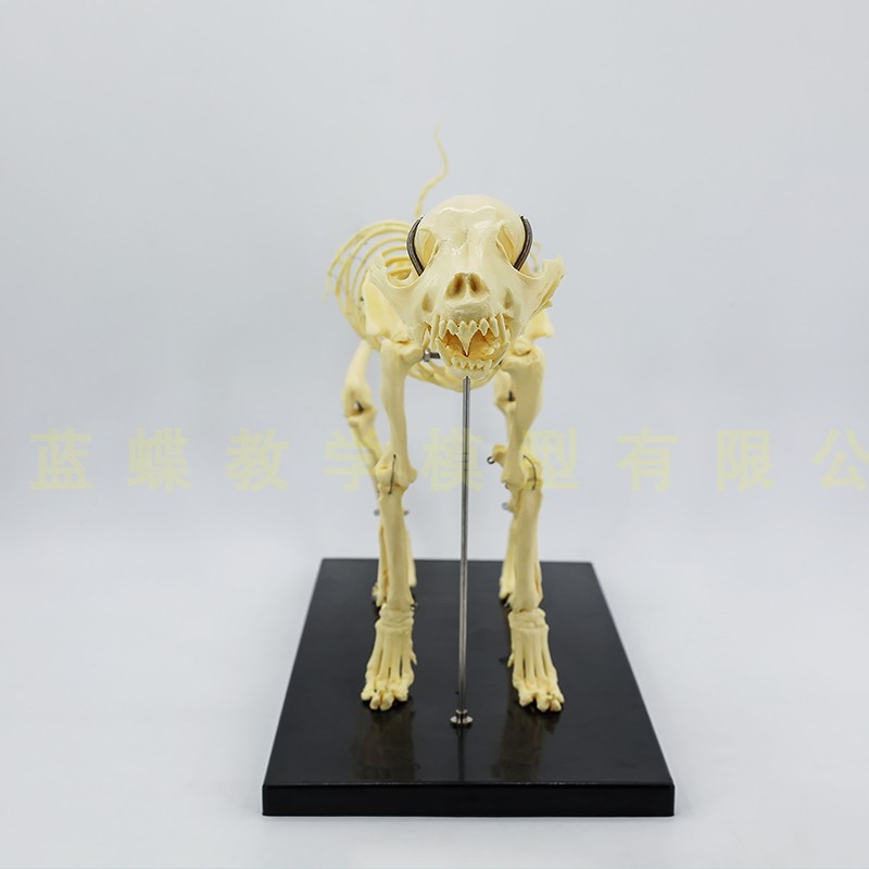 犬骨骼模型 拍賣 評價與ptt熱推商品 21年4月 飛比價格