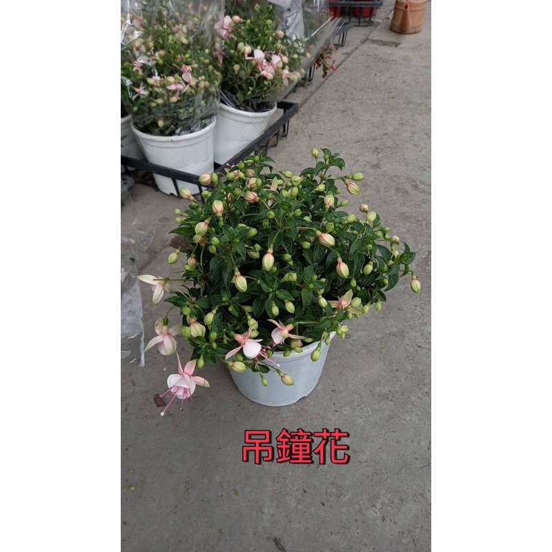 吊鐘花 拍賣與ptt推薦商品 21年2月 飛比價格