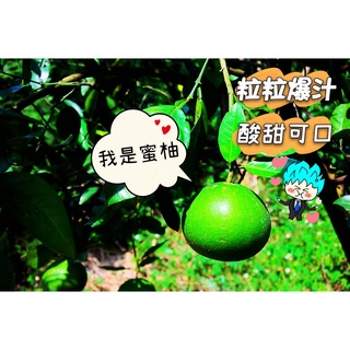 📢2024年🍊帝王柑🍐蜜柚🍐甜葡萄柚🍐綠寶石黃金蜜柚🍋四季檸檬小農自種 免運 送禮📢新竹特價【農創小舖】