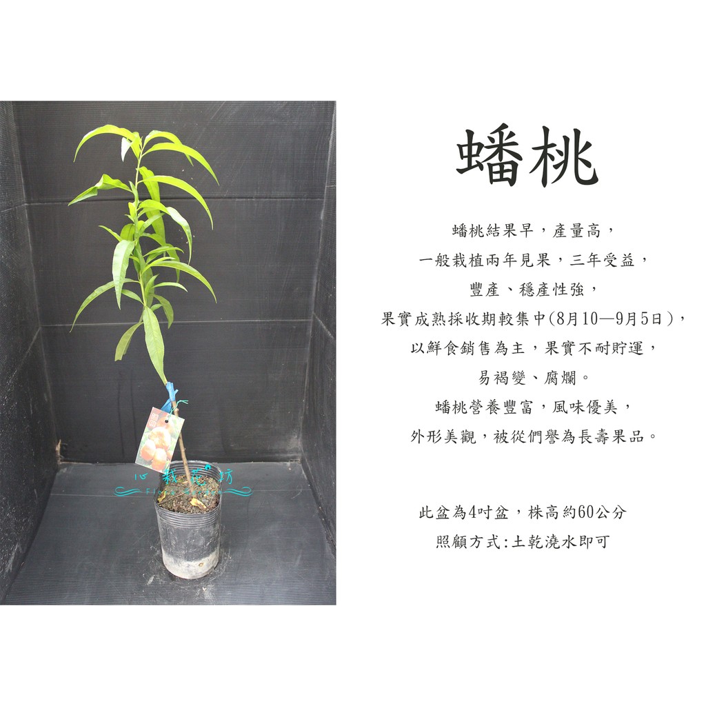 心栽花坊-蟠桃/4吋/桃子品種/嫁接苗/水果苗/售價180特價150