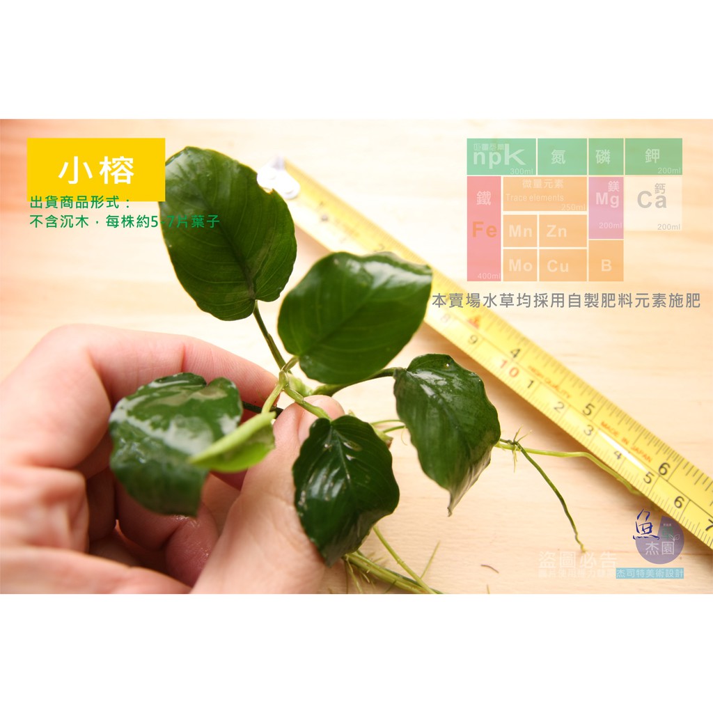 【魚草杰園】小榕 1株 水中葉 #免co2 #水陸植物 #陰性水草 #辣椒榕