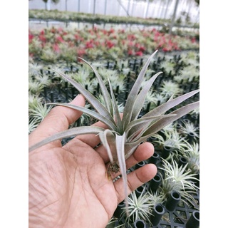 綠房子空氣鳳梨 紫紅卡比 Tillandsia capitata Mauve