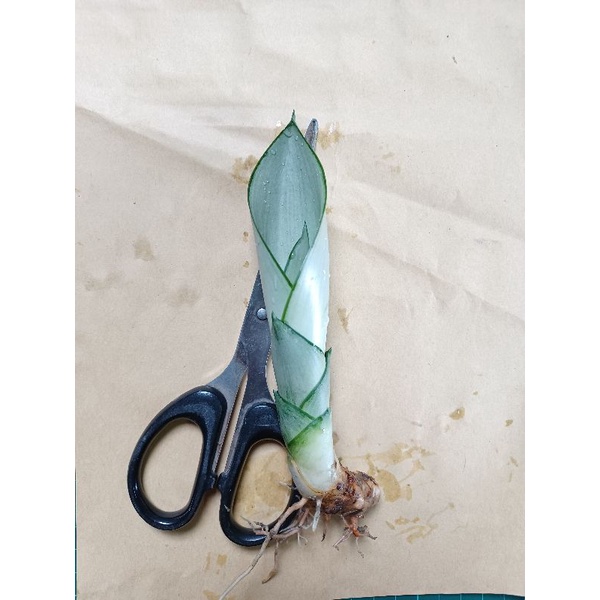 銀后虎尾蘭，16cm,售照片中植物