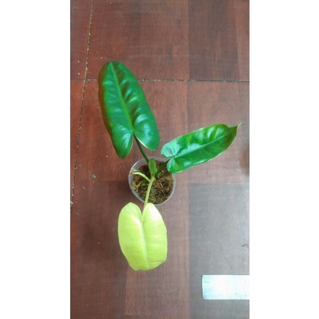 雨林植物－斑葉獨角獸