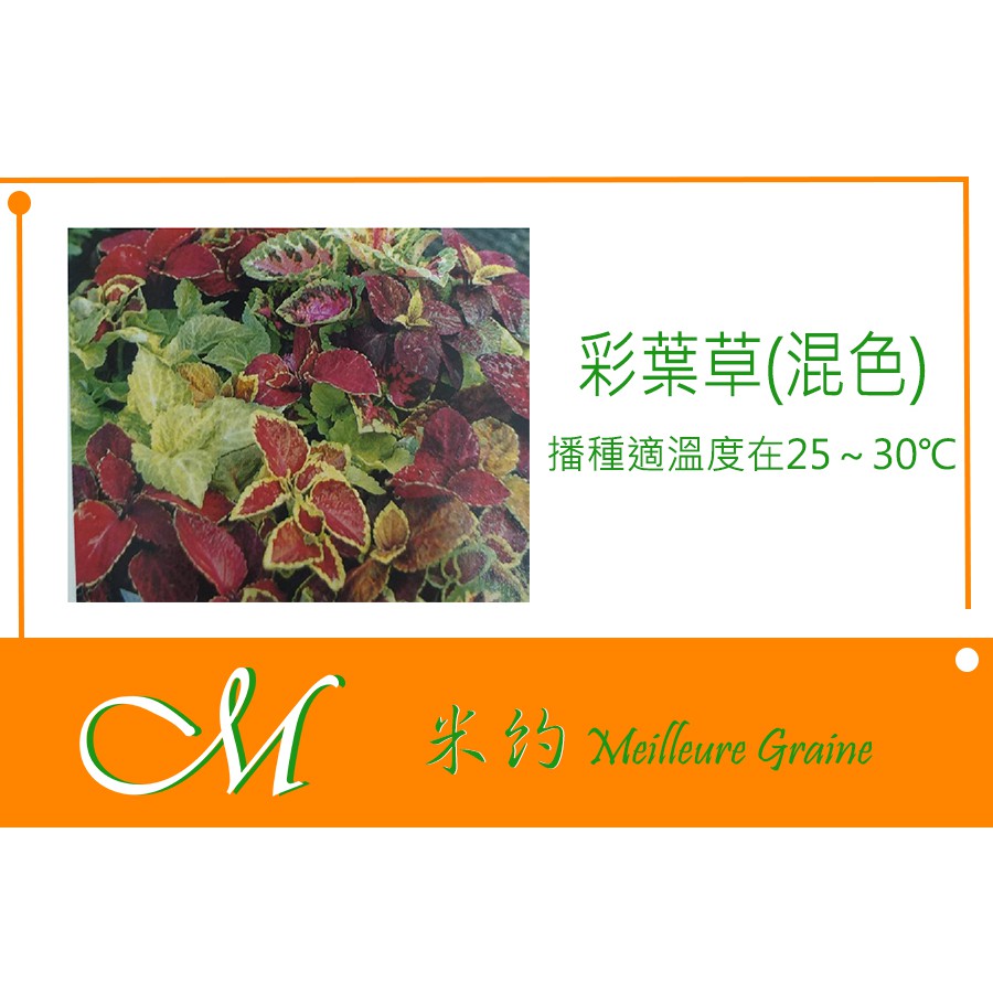 《Meilleur》彩葉草(彩虹,混色)種子 150粒
