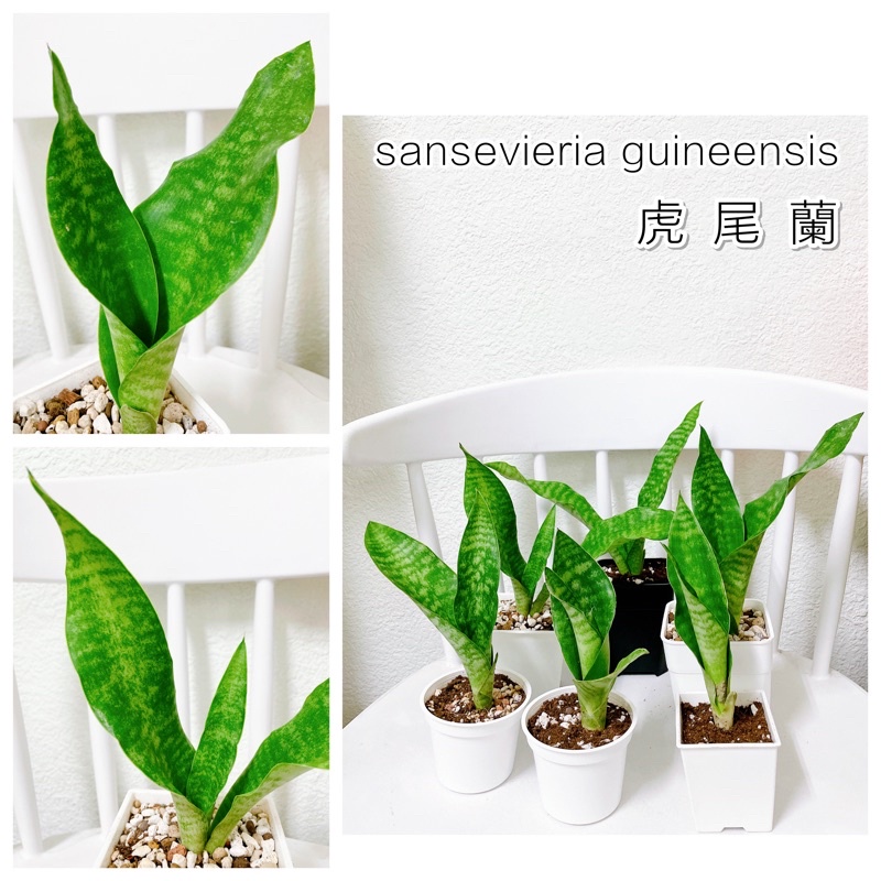 不專業種植🌱虎尾蘭guineensis 原始種 [ 3吋白方盆/圓盆 4吋白方盆/加高方盆(黑/白) ] 室內觀葉植物