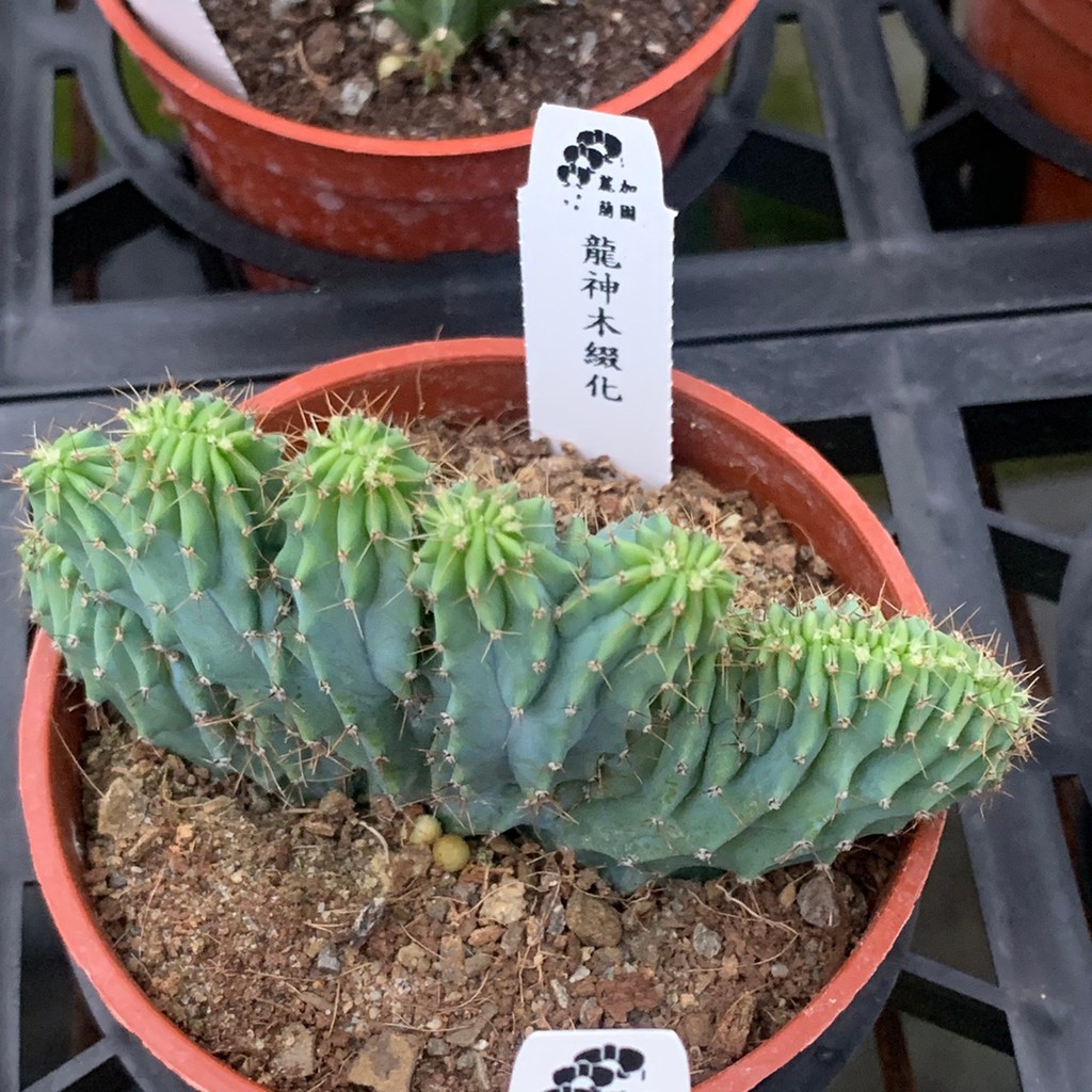 麗加蘭園 多肉植物 三寸盆 龍神木綴化 神龍木綴化 這一批都很漂亮 蝦皮購物