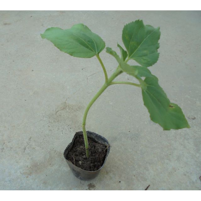 向日葵 種子80粒30元 苗3盆1元 蝦皮購物