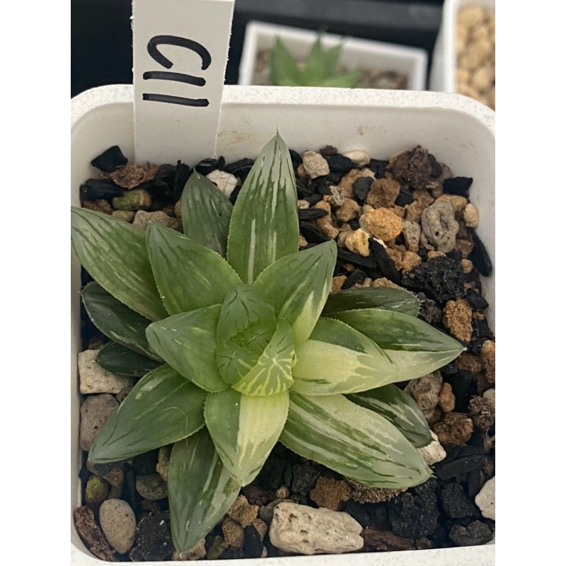 Haworthia ハオルチア花火オブツーサ錦 蝦皮購物