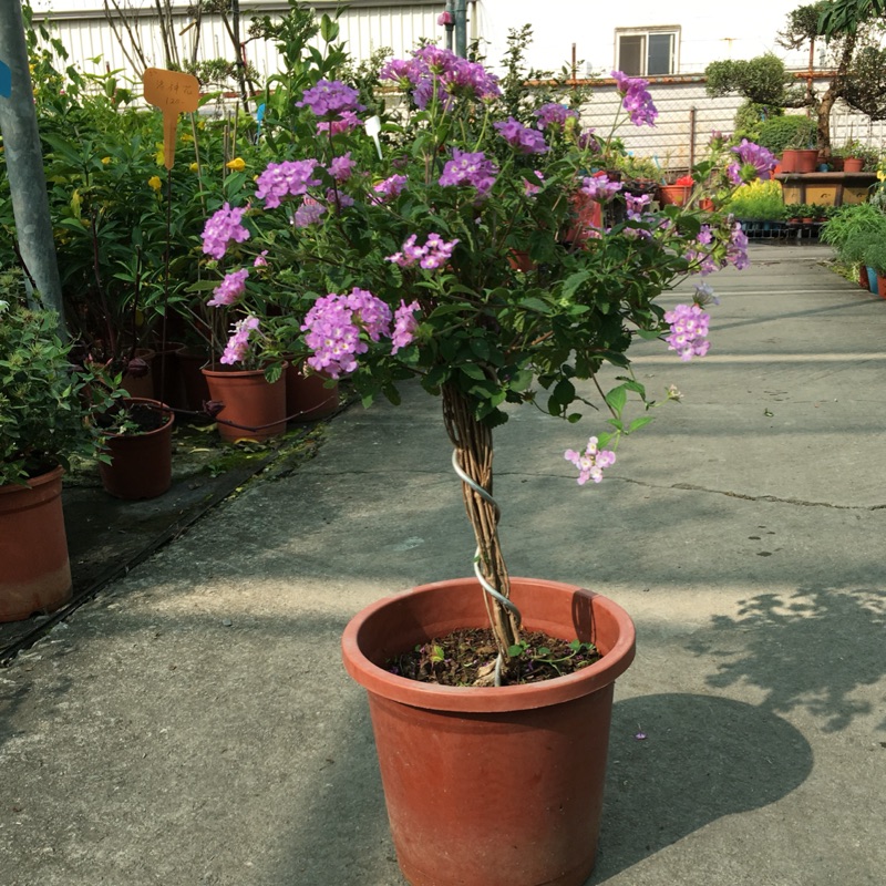 賞花趣園藝現貨紫花馬櫻丹季節花卉6吋盆 蝦皮購物