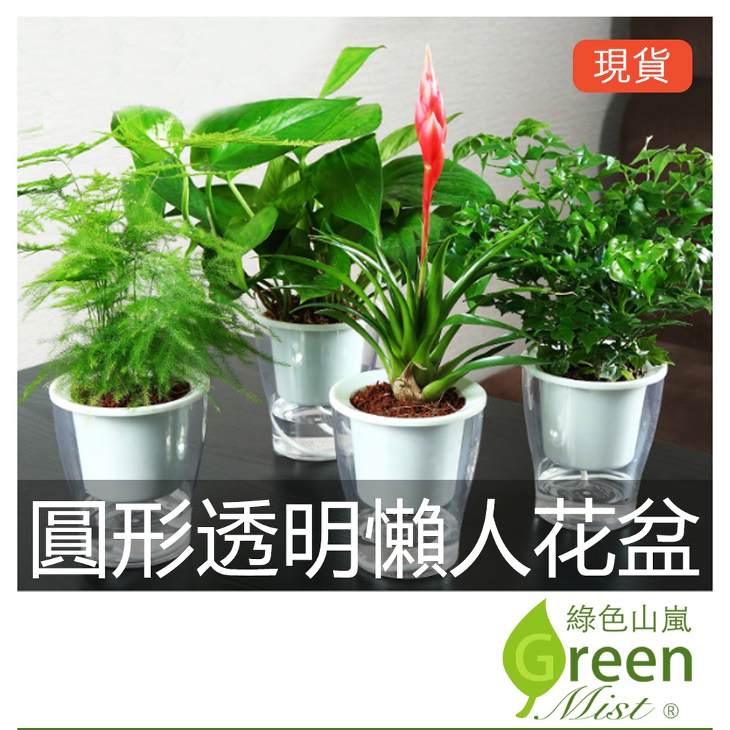 發票現貨 圓形透明懶人花盆懶人花盆透明花盆棉繩自動吸水花盆可視窗口花盆免澆水室內盆栽蓄水花盆 綠色山嵐 蝦皮購物