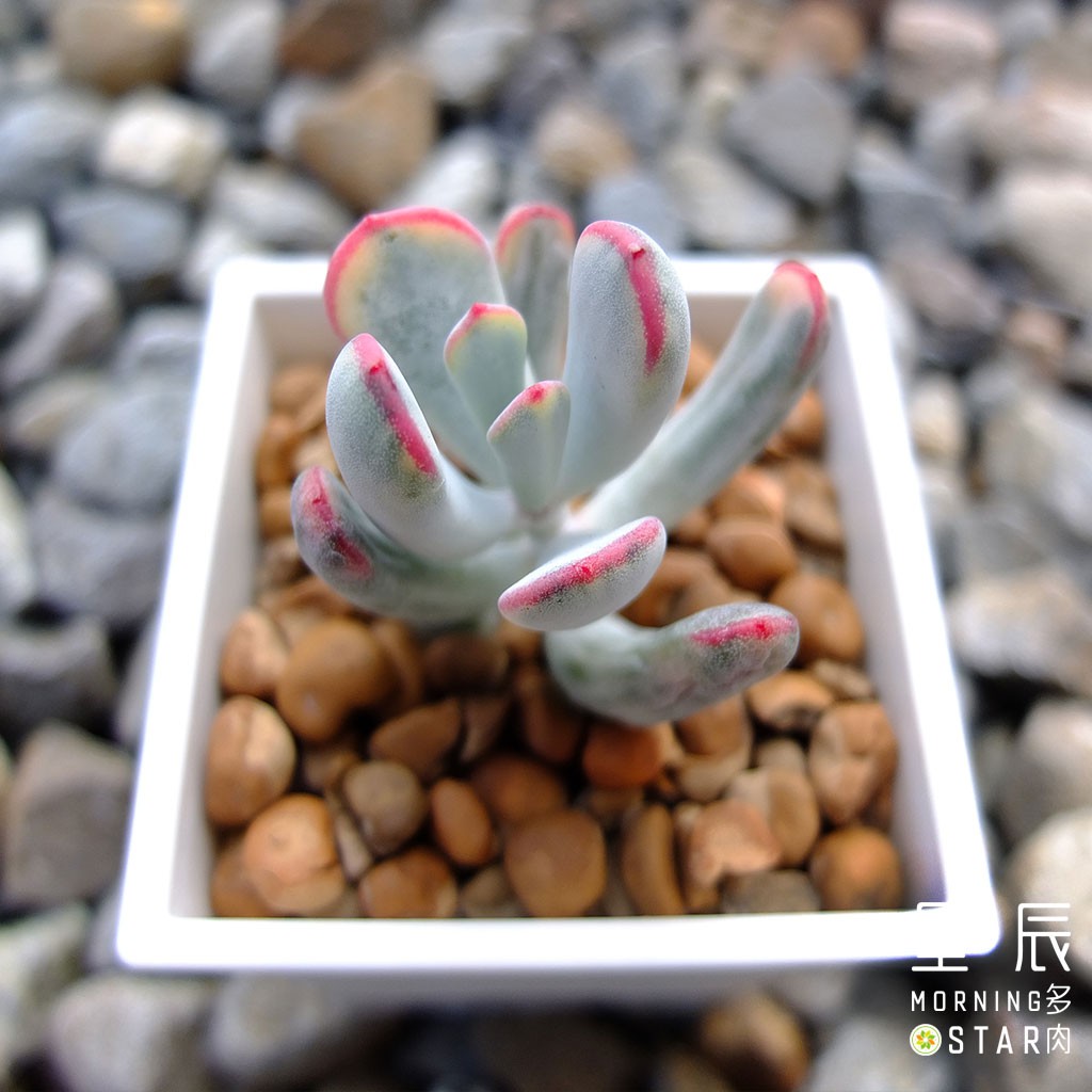 【星辰多肉】棒葉福娘錦  三吋 穩根連盆寄送。多肉植物，療癒，觀葉，多肉。（寄送會掉葉，可接受再下單）