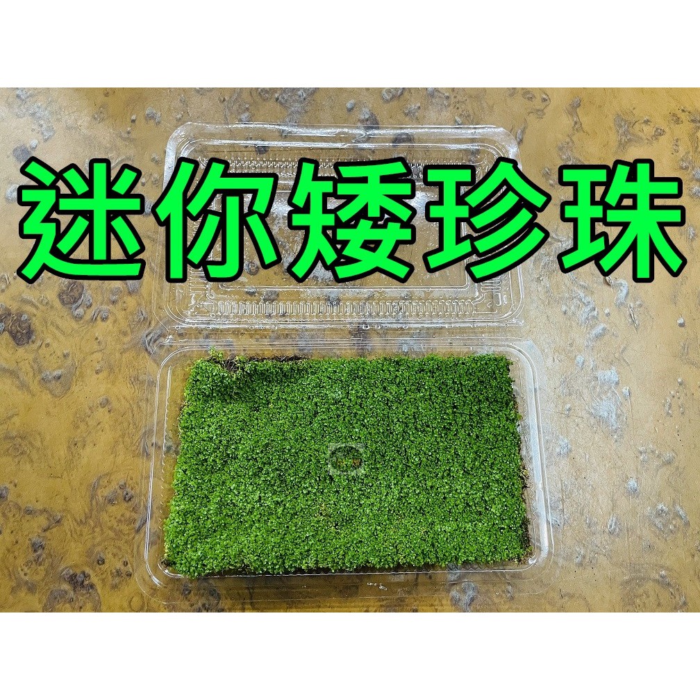 【樂魚寶】迷你矮珍珠 前景草 趴地珍珠 草皮 迷你矮珍珠草  - 陽性水草 / 盒裝 (水上葉)