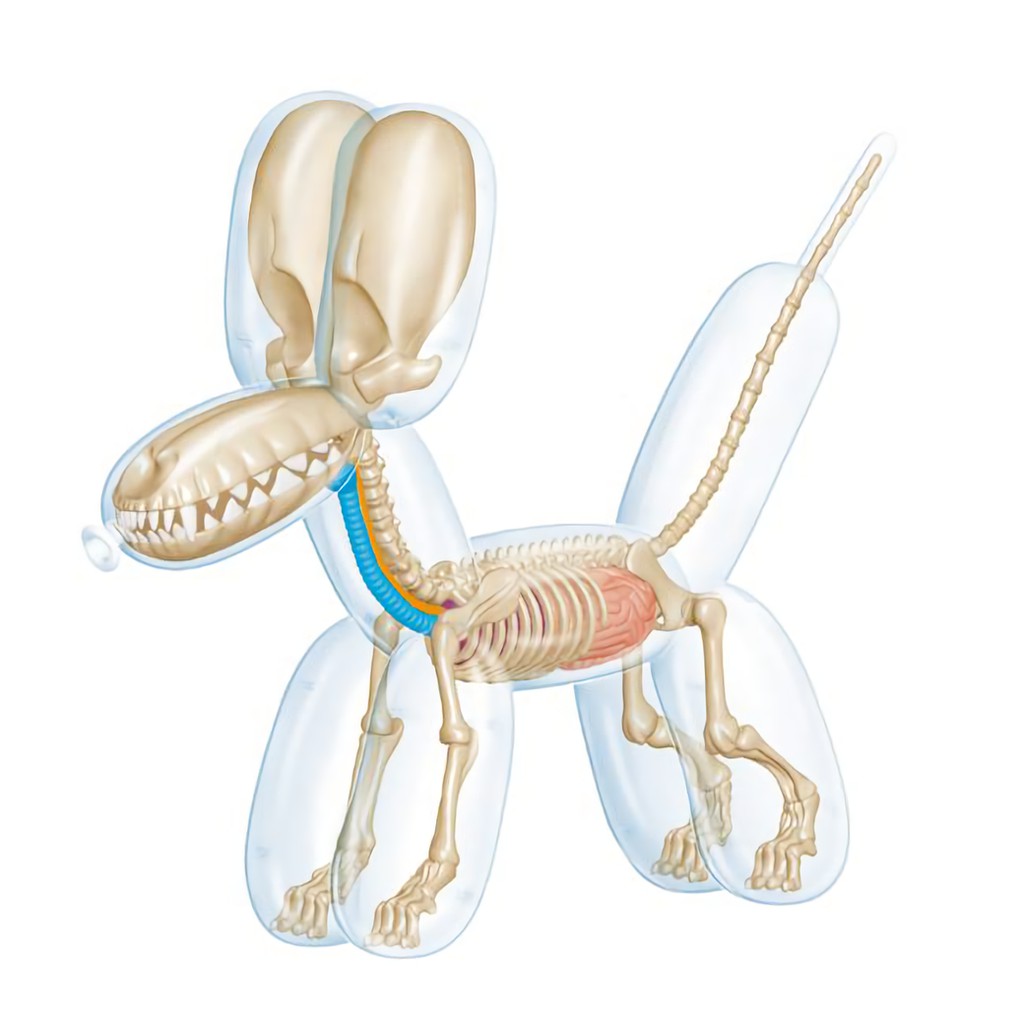 4D MASTER Balloon Dog Anatomy/ Clear 透明/ Large 誠品eslite