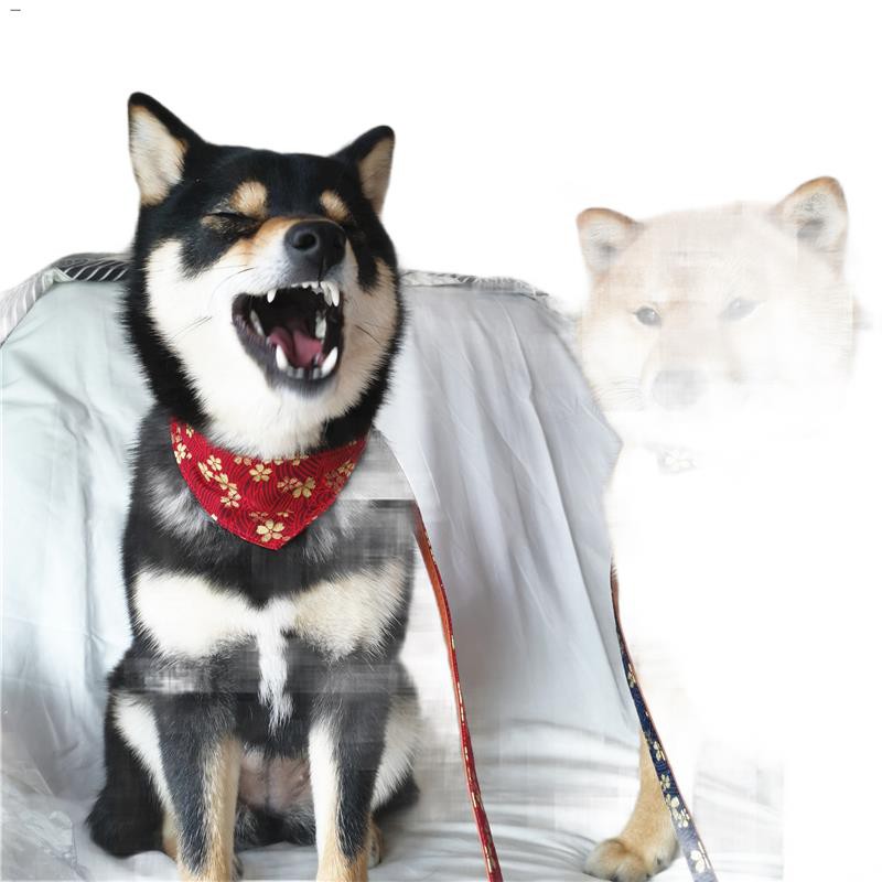 柴犬項圈日式燙金櫻花pu皮質和風牽引繩領結口水巾遛狗繩寵物貓狗 蝦皮購物