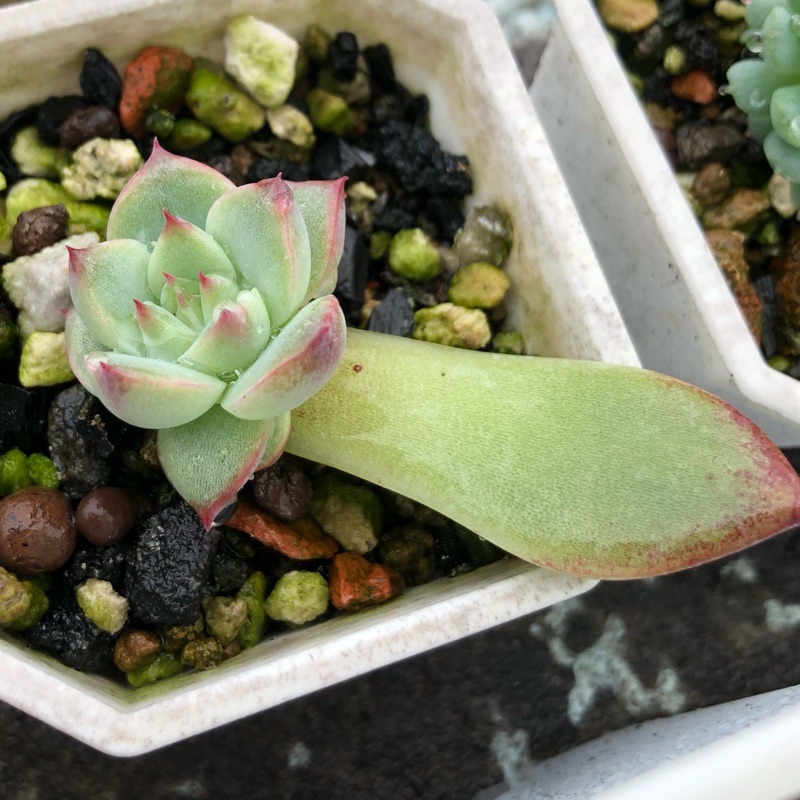 多肉植物 吉娃外葉敷 蝦皮購物