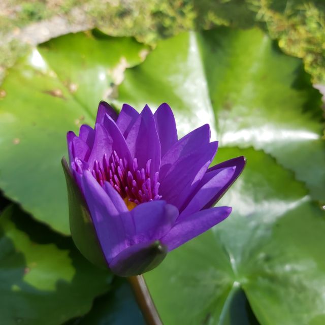 紫金剛 紫色睡蓮 睡蓮 九品香水蓮 中株 成株 開花株 蝦皮購物