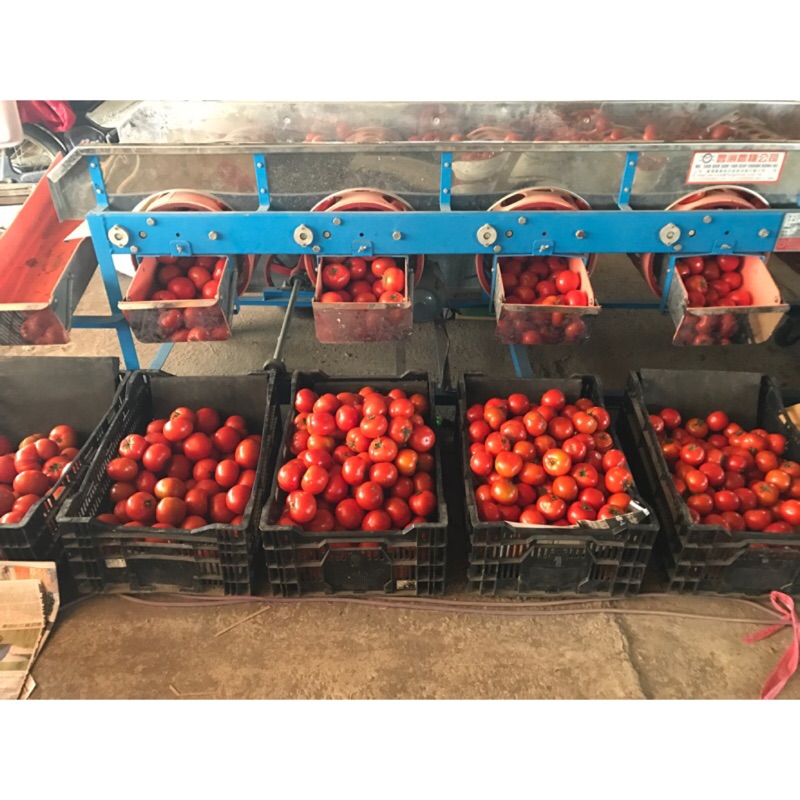 雲林 露天栽種牛番茄 分級包裝（10公斤一箱）