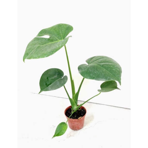 龜背竽盆栽 3吋盆 電信蘭 室內植物 綠化植物