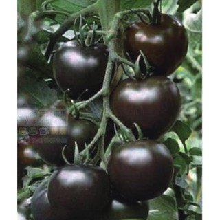 🍅㊣【我想發芽】黑珍珠蕃茄 番茄種子 黑聖女果 可盆栽 易栽好活 約25粒/包