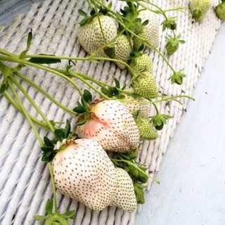 草莓苗 日種品種天使之實白草莓 日本引進白草莓 白草莓苗 天使果實 天使之實