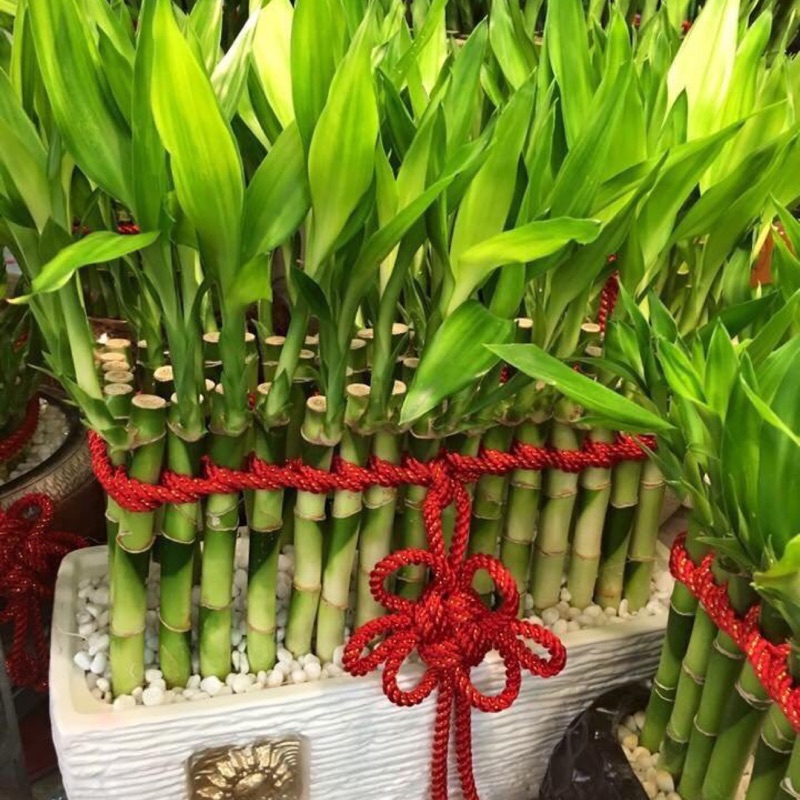 開運竹盆栽 Ln花店 蝦皮購物