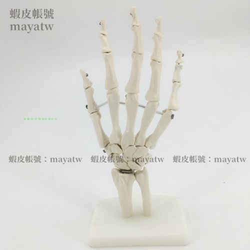 (MD-B_0192)醫學人體手關節模型手骨尺骨橈骨模型人體骨骼 手足外科骨骼