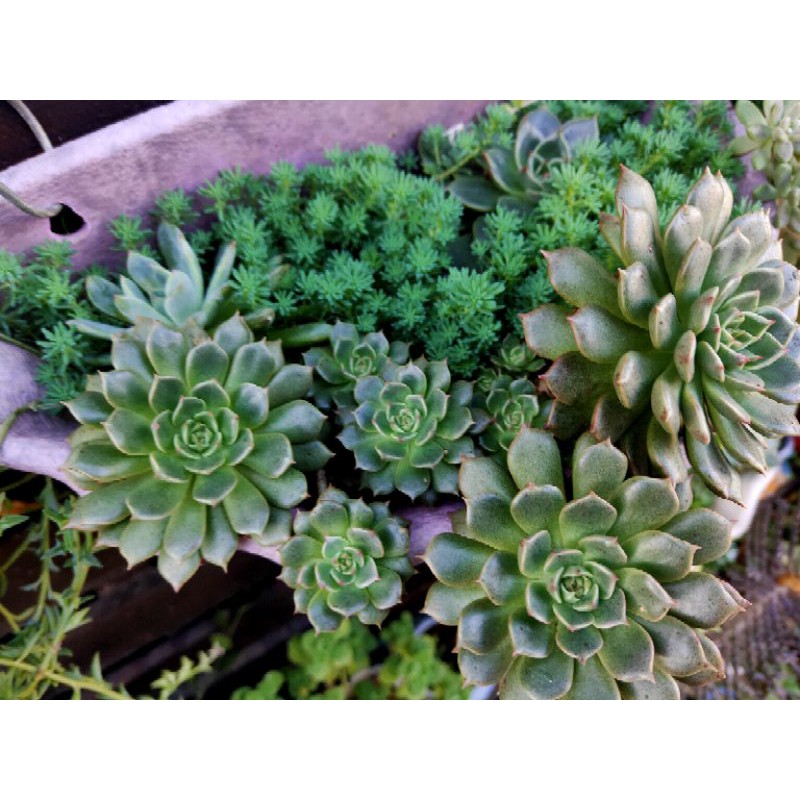 奧利維亞多肉植物頂芽砍頭株 蝦皮購物