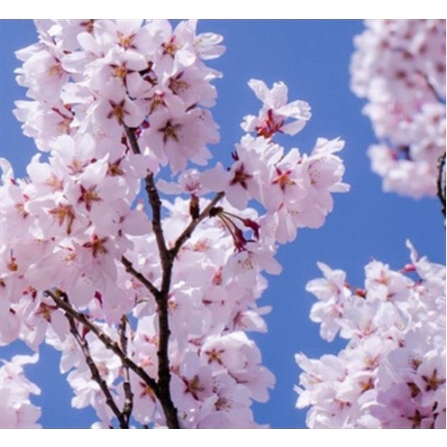 日本櫻花種子 超低價 四季開花 林木花卉種子室內外桌面觀花盆栽 種子 易種好評多多
